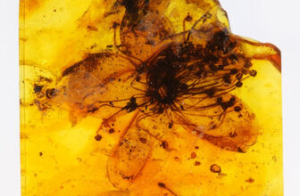 Largest Amber-Preserved Flower Lastly Recognized