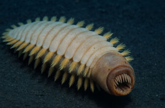 The Antarctic “Alien Worm” Is Real — Just Not Quite the Monster the Internet Imagined