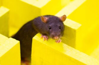 ChatGPT’s Browser Bot Seems to Avoid New York Times Links Like a Rat Who Got Electrocuted