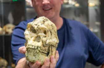 One of the Most Complete Human Ancestors Ever Found Isn’t Who We Thought It Was