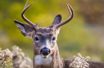 A Deadly Mad Cow-Like Disease Is Spreading Among North American Deer
