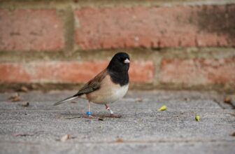 This Songbird’s Beak Did a Full ‘Pinocchio’ During and After Covid