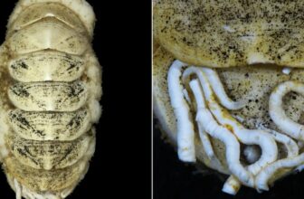 New Deep-Sea Mollusk Has an Iron Tongue and Hitchhiking Worms That Eat Its Poo