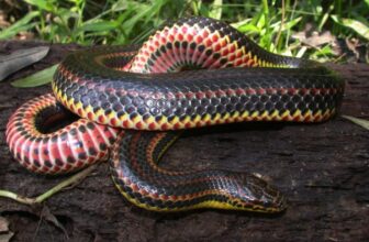 Snakes Resort to Cannibalism When the Opportunity Strikes, Study Shows